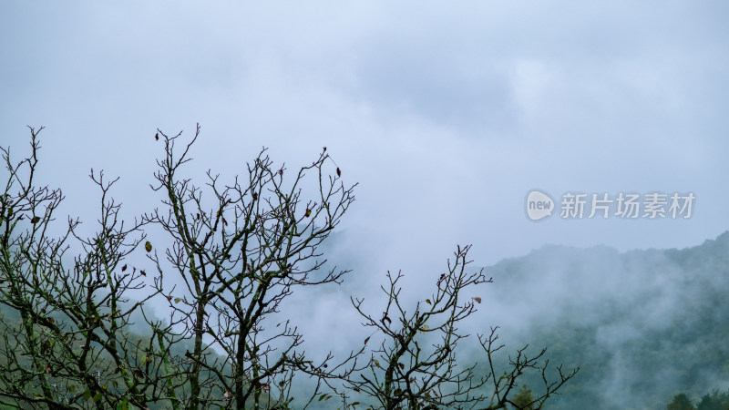 汉中留坝火烧店镇秦岭深处雨后山间的云雾