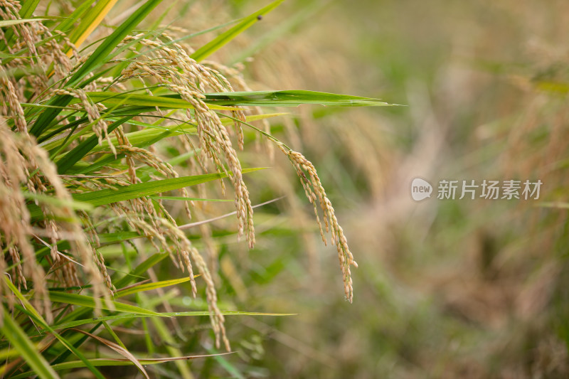 秋天的水稻田