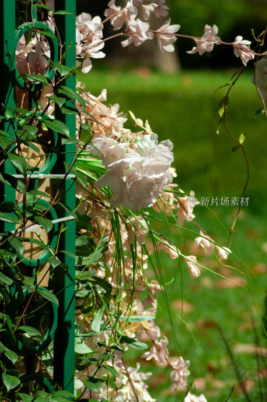 装饰的花朵