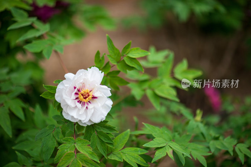 公园牡丹花开特写