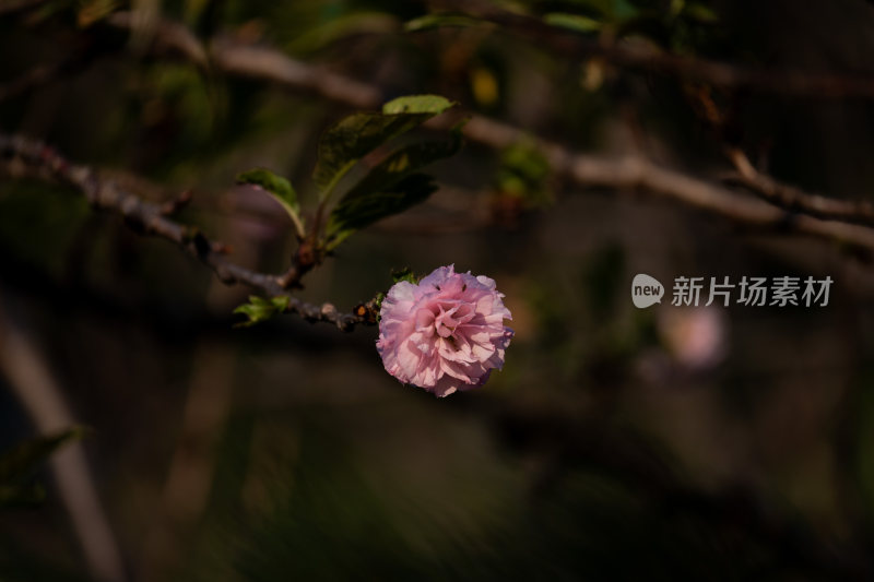 特写绽放的粉色花朵