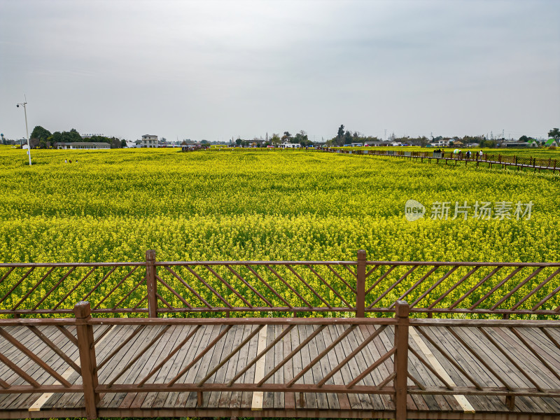 航拍四川德阳广汉高坪镇西高万亩油菜花基地