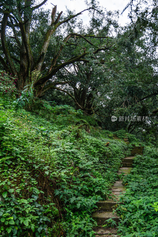 茂盛的香榧树