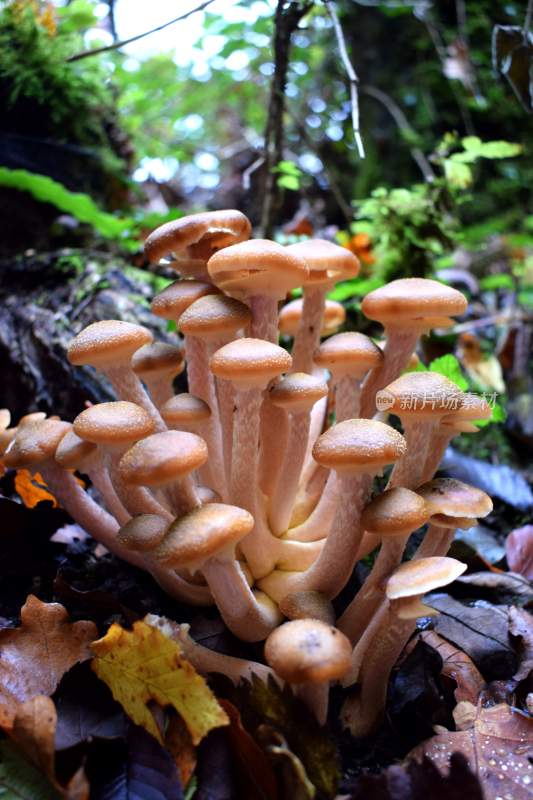 野生菌野生菌蘑菇生长环境菌类山菌