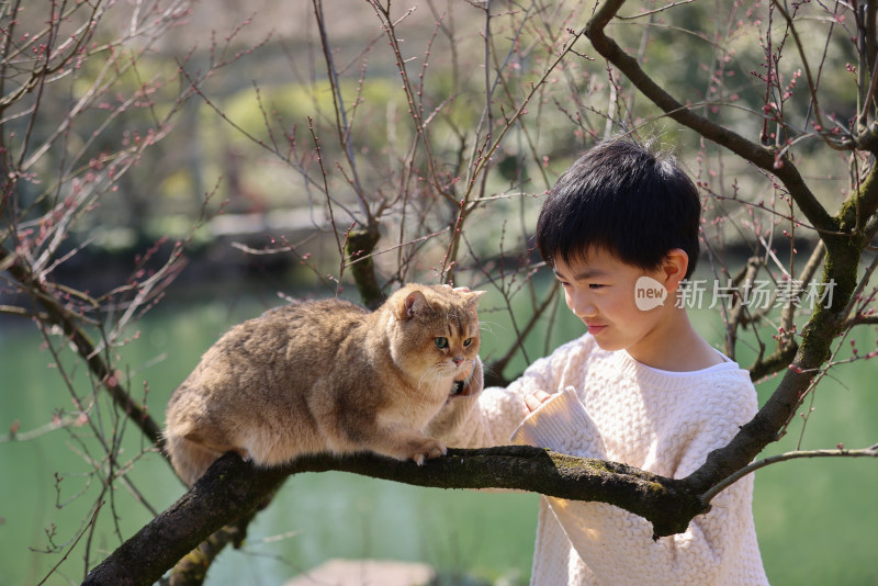 一个中国小男孩和他的宠物猫金渐层