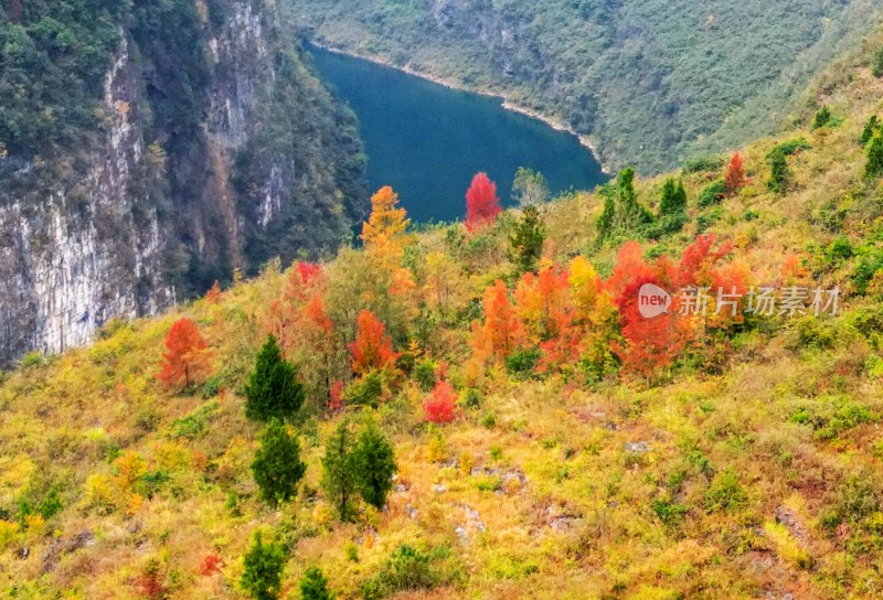 重庆酉阳：漫山遍野枫叶红