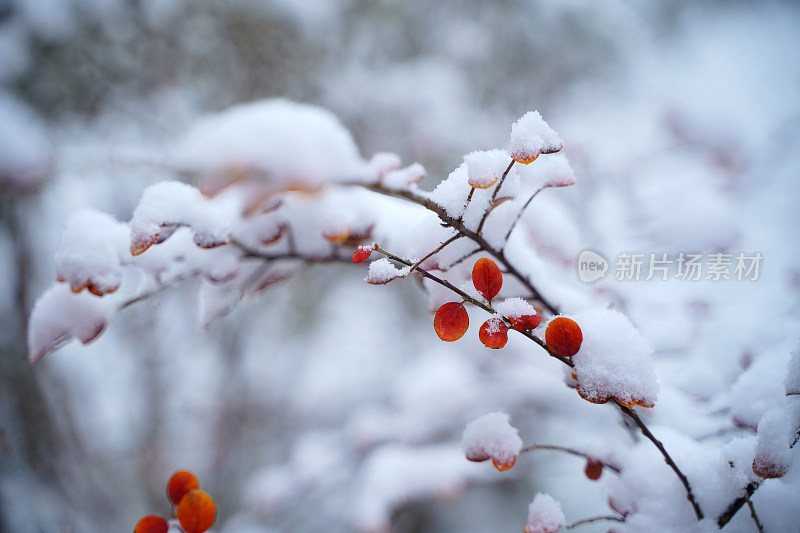 植物上的积雪素材