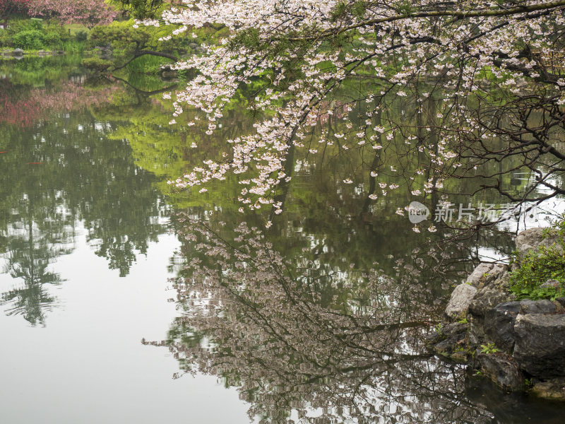 杭州西湖花港观鱼风景