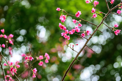 盛开的粉色樱花枝条