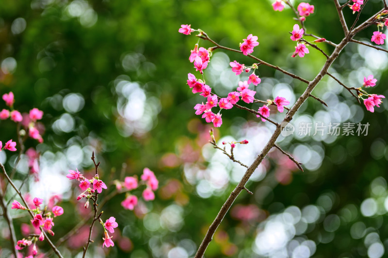 盛开的粉色樱花枝条