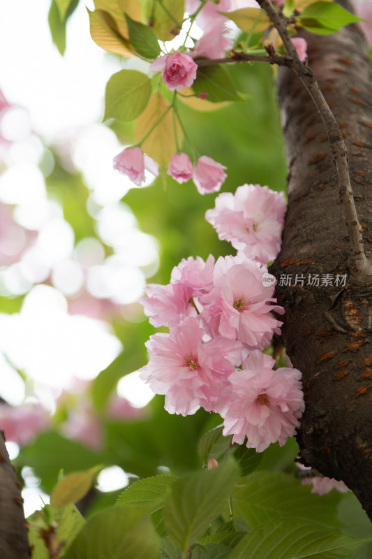 春天树枝上的粉色樱花特写