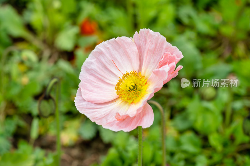 植物虞美人