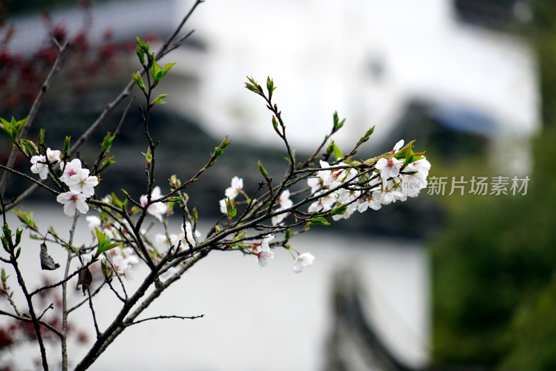 鲜花梨花盛开