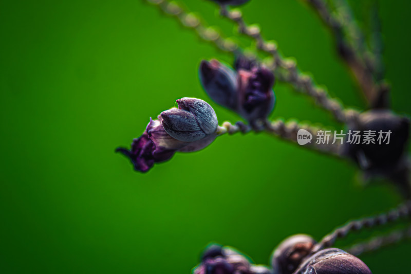 紫色花苞特写