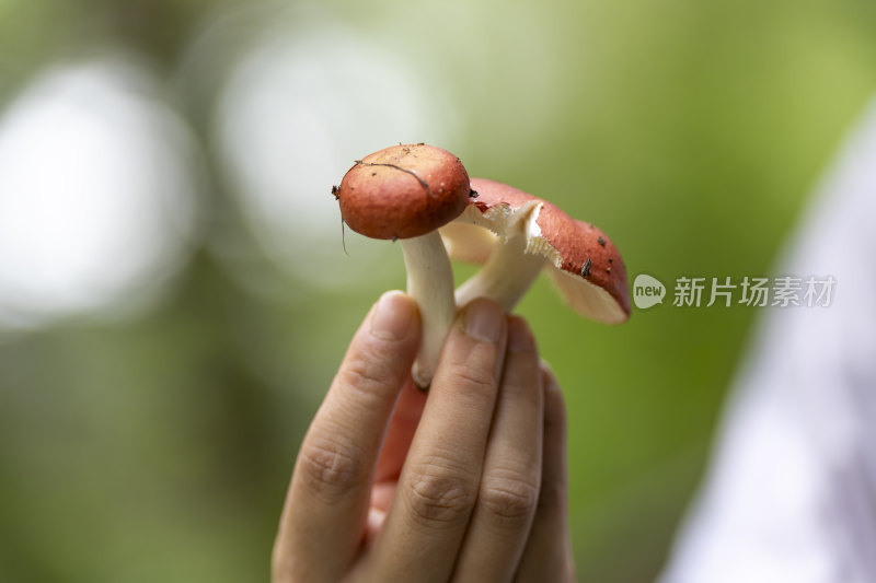 川西高原山林中采摘的大红菇特写