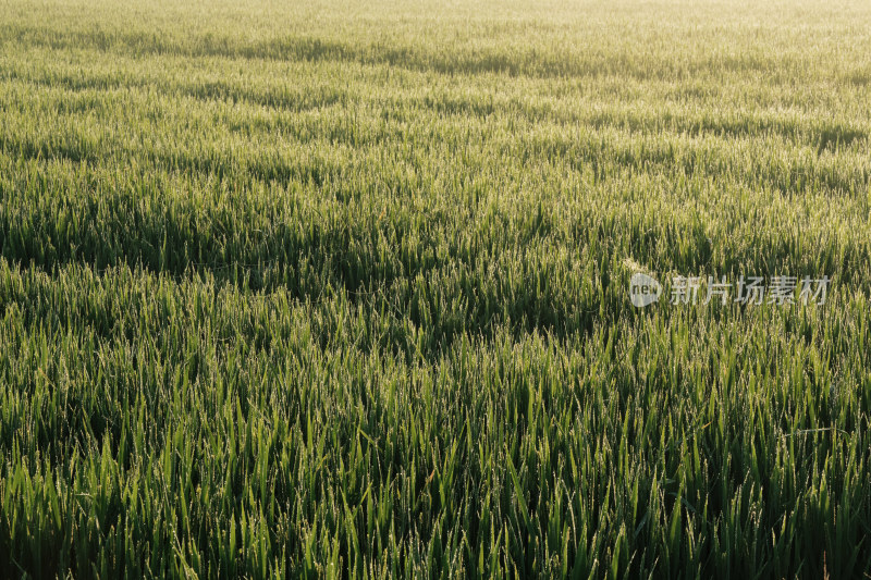 农田里长势良好的水稻小麦