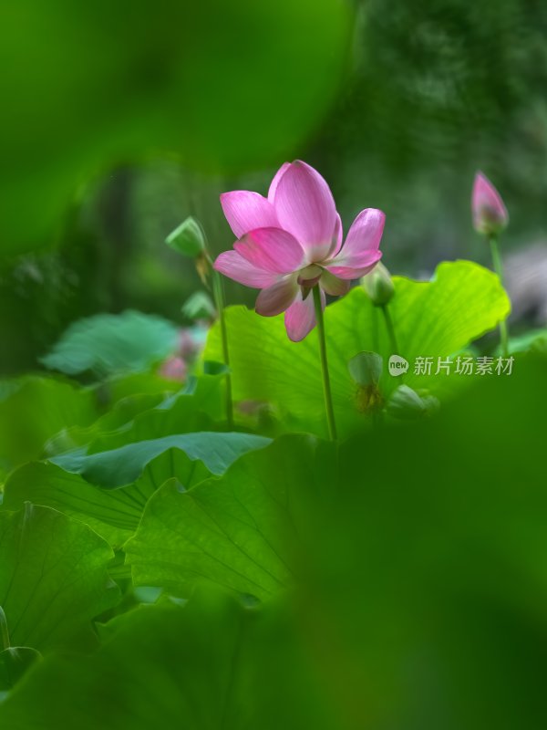 夏季荷塘莲花盛开