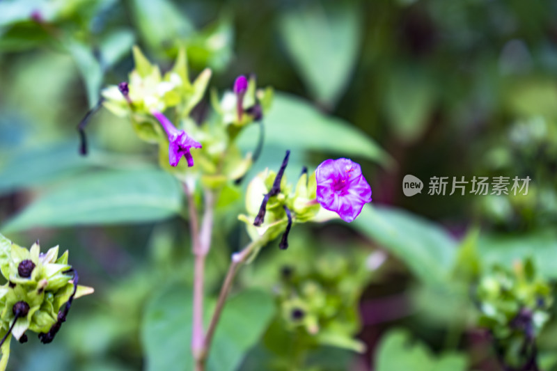 春天植物盛开鲜花花朵