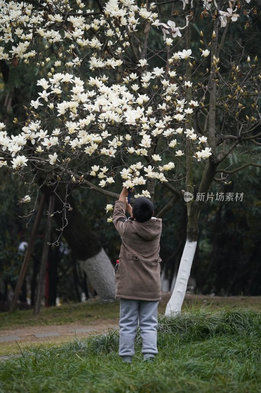 孩童与玉兰花的春日相遇