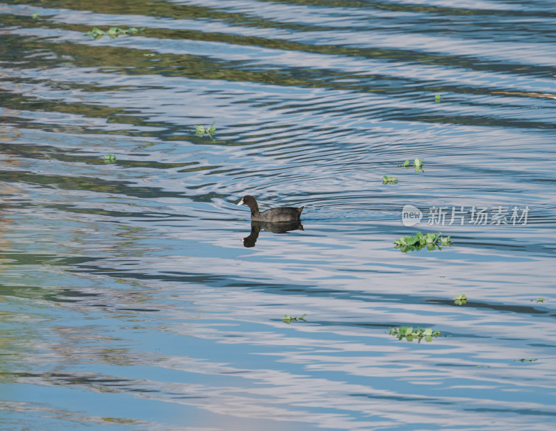 池塘里的野鸭
