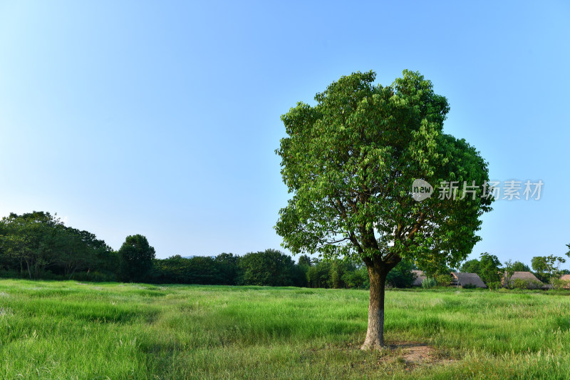 蓝天白云绿树绿草地