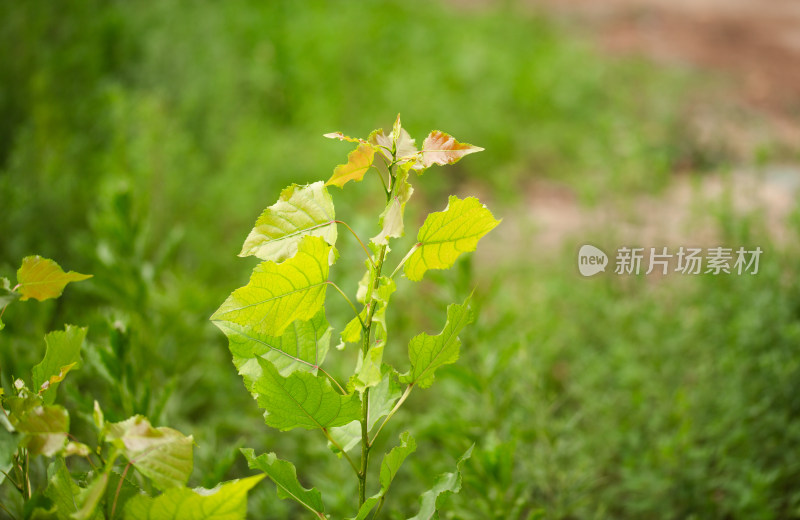 生长旺盛的杨树苗