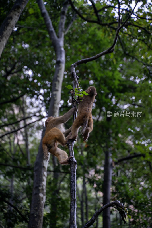 猴子在林间岩石上休憩的场景