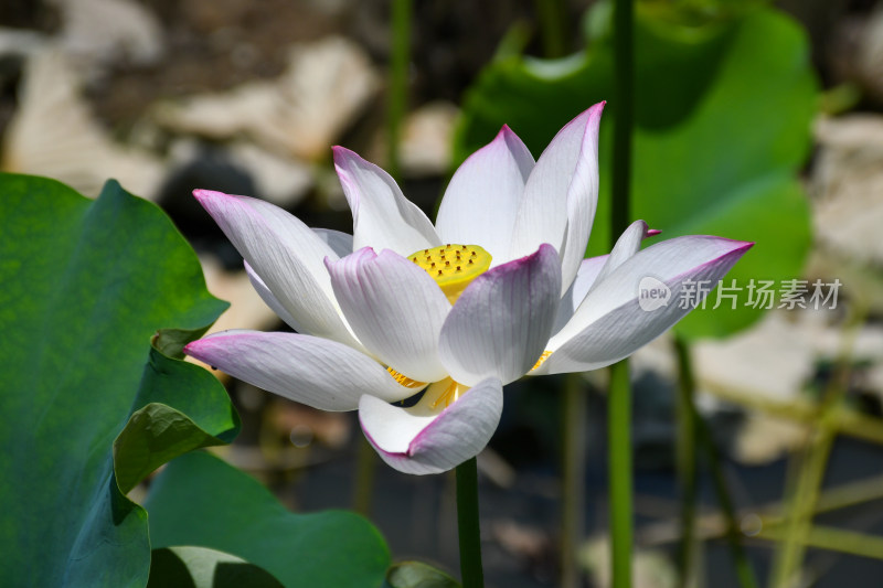 荷花，优雅绽放于碧绿荷叶间