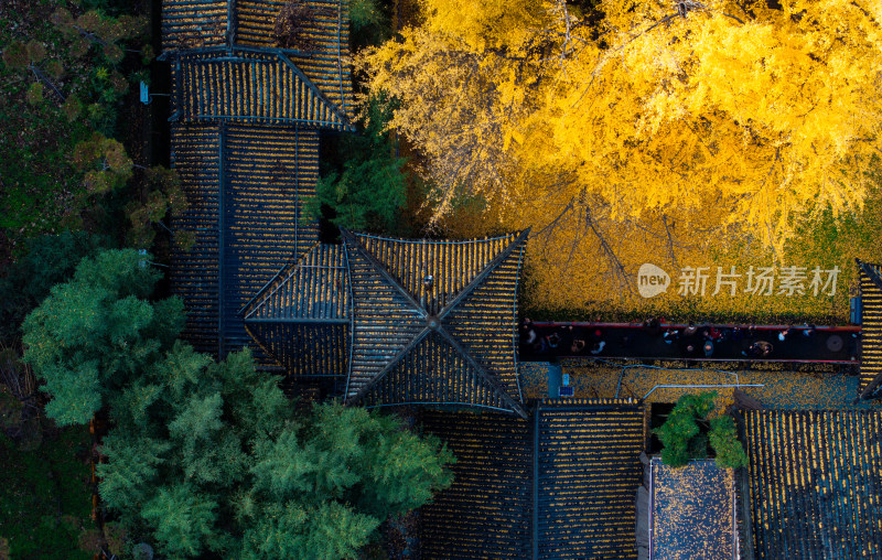 航拍古寺庙千年银杏秋景西安古观音禅寺