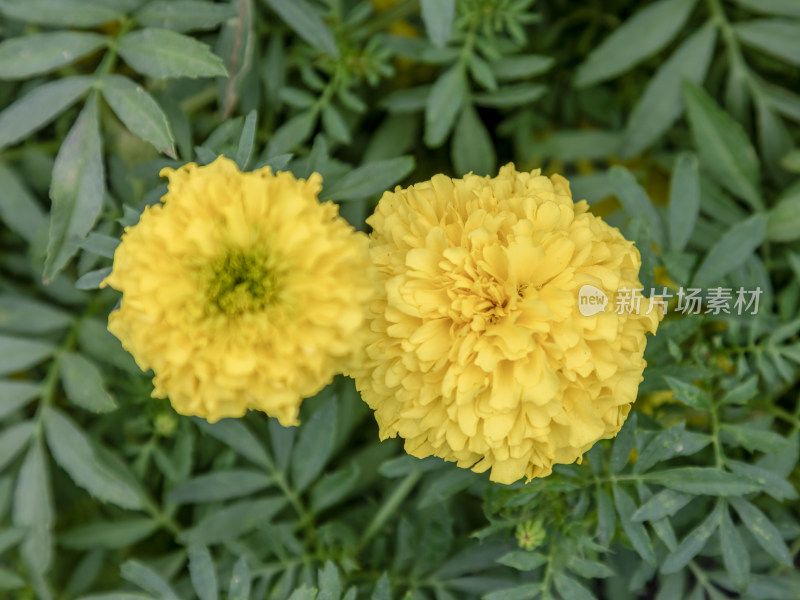 花，菊花，万寿菊，美丽的花