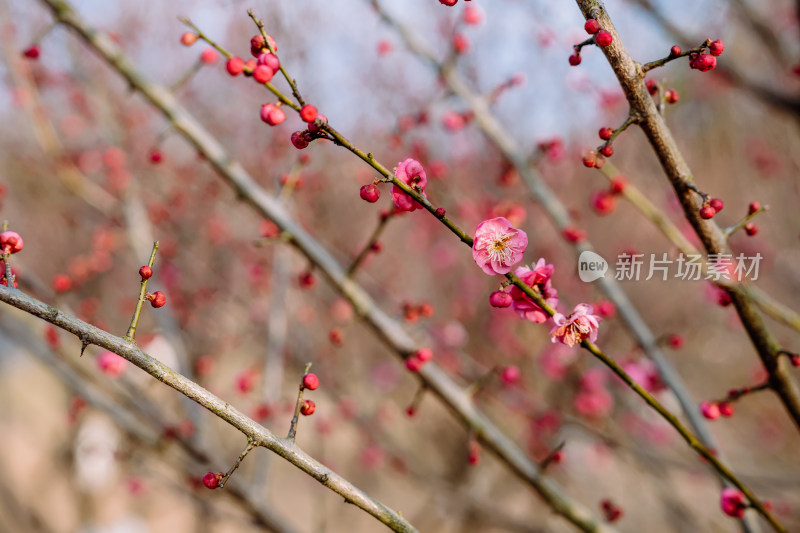 西溪湿地盛开的梅花