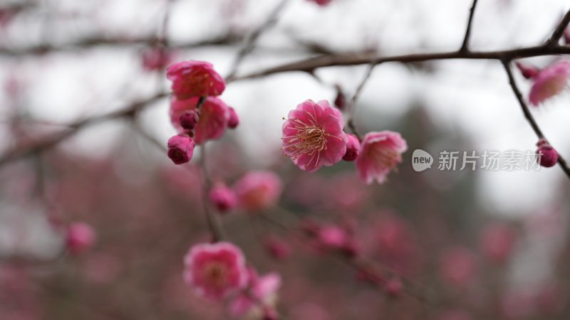 红梅绽放枝头俏