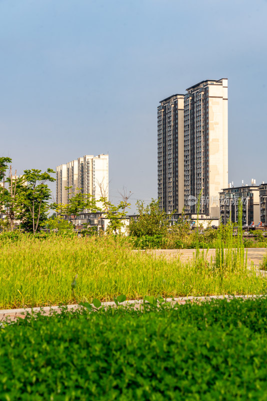 邹城中央公园城市绿植景观