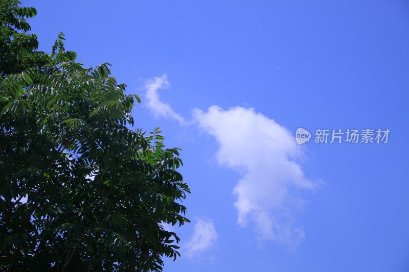 绿树蓝天与白云无修图树云对称