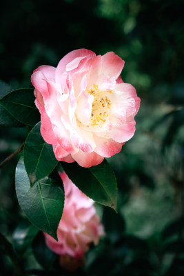 昆明植物园花卉展  山茶花