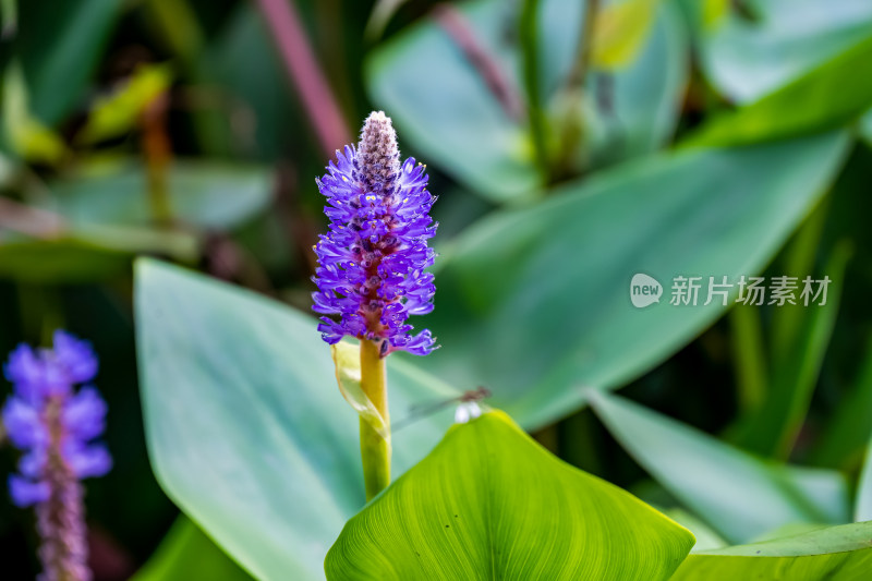 晴朗的午后，池塘边盛开的紫色梭鱼草