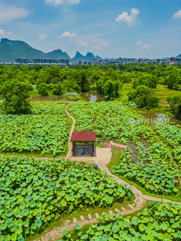 桂林的夏季荷塘风光