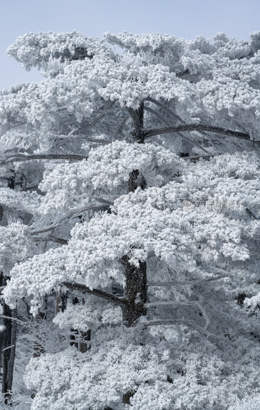 黄山上被冰雪覆盖的树木景象