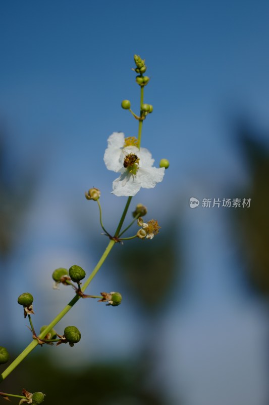 夏日野慈姑