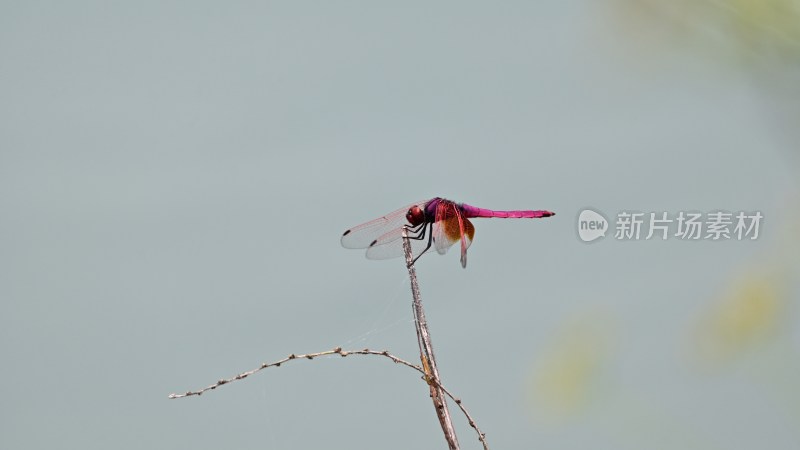 野外红蜻蜓