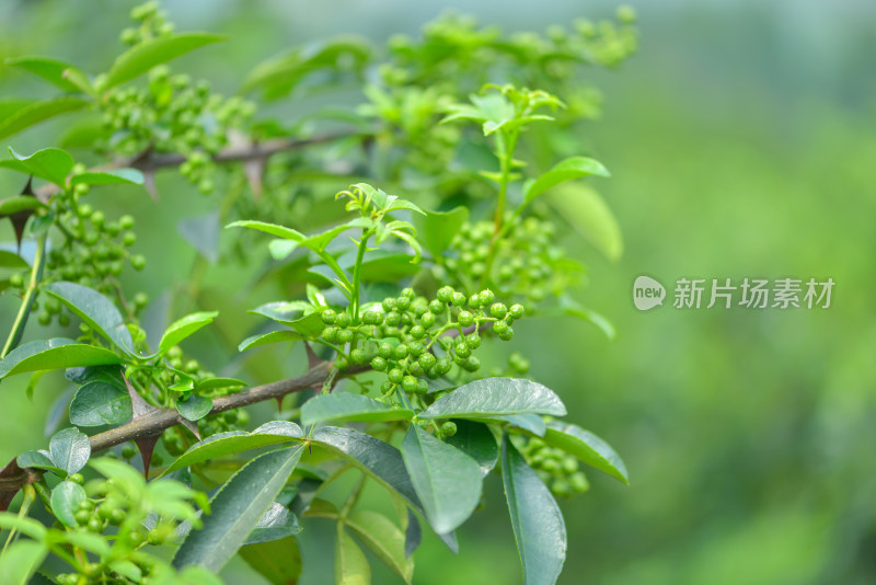 青花椒种植基地