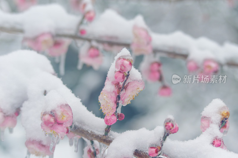 武汉东湖梅园雪中梅花盛开