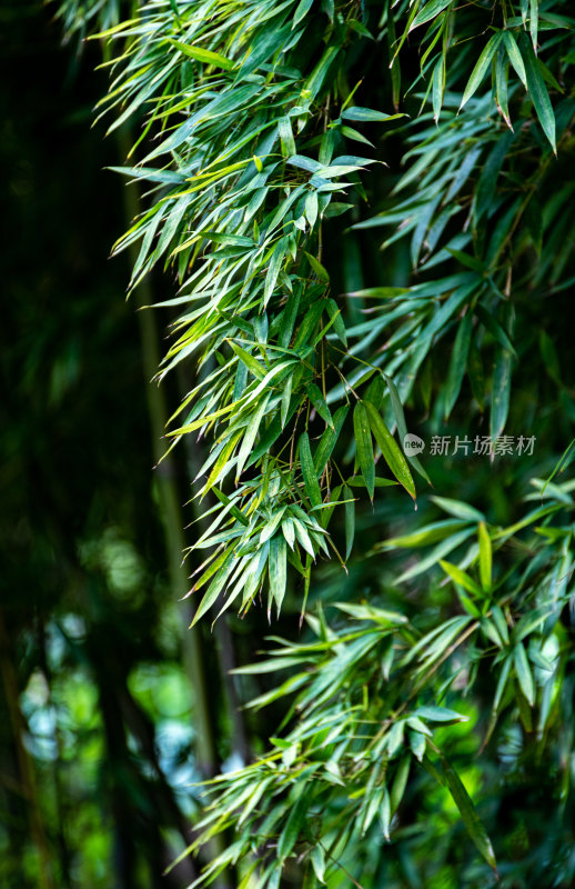 上海植物园自然风景景点景观