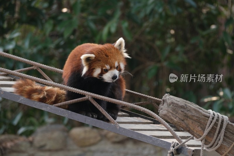 小熊猫坐在吊桥上