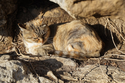 山林中的狸花猫野猫