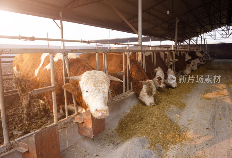 牛圈里正在吃草料的肉牛