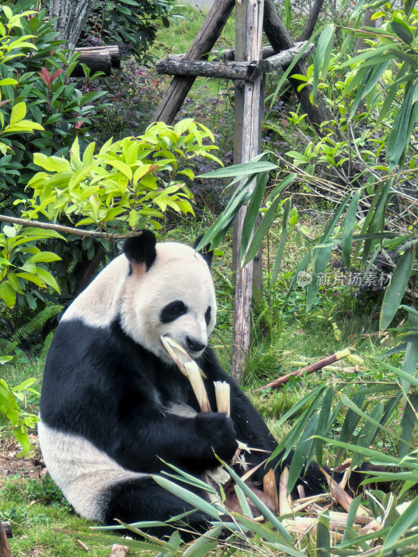 成都大熊猫繁育研究基地的大熊猫