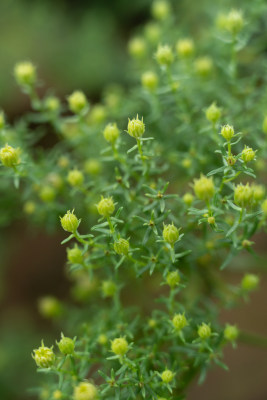 山野植物