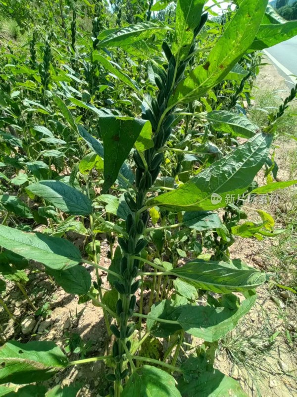 茂盛的芝麻植物绿叶生机勃勃