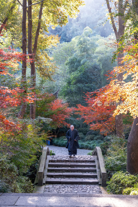 浙江杭州永福禅寺古寺秋景枫树红叶禅意